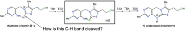 Graphical abstract: How is vitamin B1 oxidized to thiochrome? Elementary processes revealed by a DFT study