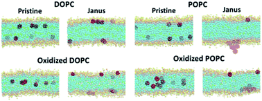 Graphical abstract: Fullerene translocation through peroxidized lipid membranes