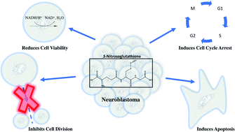 Graphical abstract: Anticancer potential of nitric oxide (NO) in neuroblastoma treatment