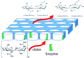 Graphical abstract: Effects of morphology and pore size of mesoporous silicas on the efficiency of an immobilized enzyme