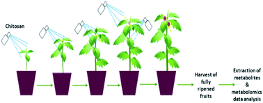 Graphical abstract: Use of metabolomics data analysis to identify fruit quality markers enhanced by the application of an aminopolysaccharide