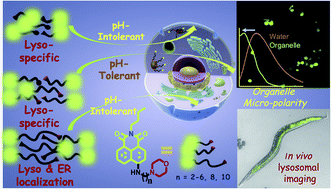 Graphical abstract: Strategic engineering of alkyl spacer length for a pH-tolerant lysosome marker and dual organelle localization