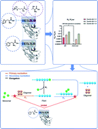 Graphical abstract: Computational maturation of a single-domain antibody against Aβ42 aggregation