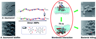 Graphical abstract: Enhancing proline-rich antimicrobial peptide action by homodimerization: influence of bifunctional linker