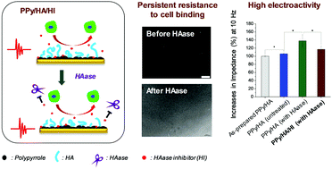Graphical abstract: Biomimetic polypyrrole/hyaluronic acid electrodes integrated with hyaluronidase inhibitors offer persistent electroactivity and resistance to cell binding
