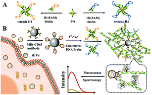 Graphical abstract: Ultrasensitive detection of tumor-derived small extracellular vesicles based on nonlinear hybridization chain reaction fluorescence signal amplification and immunomagnetic separation