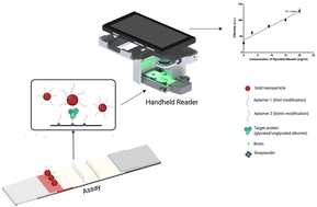 Graphical abstract: Monitoring gestational diabetes at the point-of-care via dual glycated albumin lateral flow assays in conjunction with a handheld reader