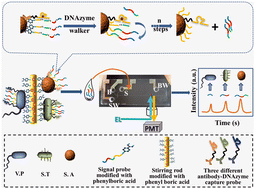 Graphical abstract: A microfluidic chip-based multivalent DNA walker amplification biosensor for the simultaneous detection of multiple food-borne pathogens