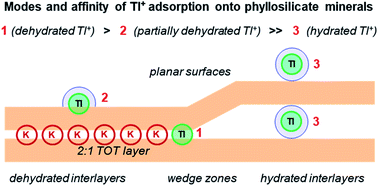 Graphical abstract: Thallium adsorption onto phyllosilicate minerals