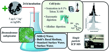 Graphical abstract: Method development for speciation analysis of silver nanoparticles and silver ions in green algae and surface waters at environmentally relevant concentrations using single particle ICP-MS