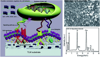 Graphical abstract: Using a two-step method of surface mechanical attrition treatment and calcium ion implantation to promote the osteogenic activity of mesenchymal stem cells as well as biomineralization on a β-titanium surface