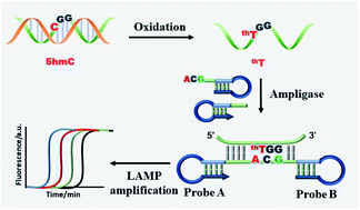 Graphical abstract: Rapid and highly specific detection of site-specific 5-hydroxymethylcytosine based on peroxotungstate oxidation and mismatch ligation-based LAMP