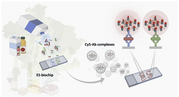 Graphical abstract: Highly sensitive and selective antibody microarrays based on a Cy5-antibody complexes coupling ES-biochip for E. coli and Salmonella detection