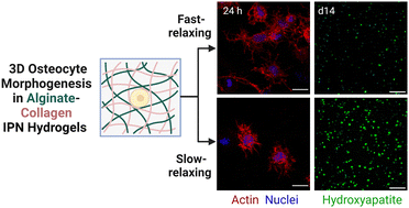 Graphical abstract: Interpenetrating network hydrogels for studying the role of matrix viscoelasticity in 3D osteocyte morphogenesis