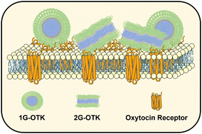 Graphical abstract: Self-assembly of alkylated lysine-dendron oxytocin amphiphiles for enhanced stability and sustained pharmacological activity