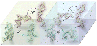 Graphical abstract: Theoretical analysis of divalent cation effects on aptamer recognition of neurotransmitter targets