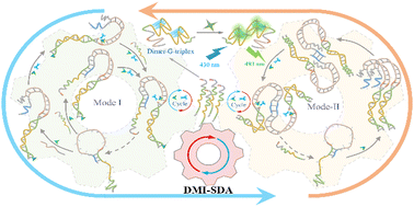 Graphical abstract: An allosteric palindromic hairpin probe based dual-mode interactive strand displacement amplification enables robust miRNA biosensing