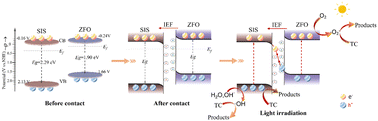 Graphical abstract: A novel SnIn4S8/ZnFe2O4 S-scheme heterojunction with excellent magnetic properties and photocatalytic degradation activity for tetracycline