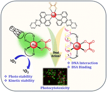 Graphical abstract: Photocytotoxic kinetically stable ruthenium(ii)-N,N-donor polypyridyl complexes of oxalate with anticancer activity against HepG2 liver cancer cells