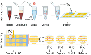 Graphical abstract: OMEF biochip for evaluating red blood cell deformability using dielectrophoresis as a diagnostic tool for type 2 diabetes mellitus