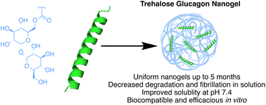 Graphical abstract: Uniform trehalose nanogels for glucagon stabilization