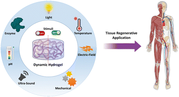 Graphical abstract: Stimuli-responsive dynamic hydrogels: design, properties and tissue engineering applications