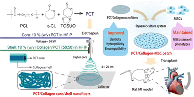 Graphical abstract: Construction of a myocardial patch with mesenchymal stem cells and poly(CL-co-TOSUO)/collagen scaffolds for myocardial infarction repair by coaxial electrospinning