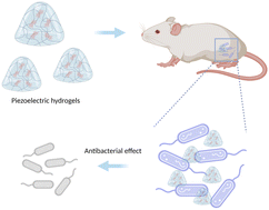 Graphical abstract: Engineering ultrasound-activated piezoelectric hydrogels with antibacterial activity to promote wound healing