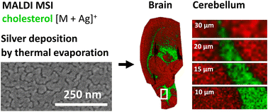 Graphical abstract: Thermal evaporation as sample preparation for silver–assisted laser desorption/ionization mass spectrometry imaging of cholesterol in amyloid tissues