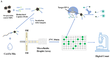 Graphical abstract: An amplification-free digital droplet assay for influenza A viral RNA based on CRISPR/Cas13a