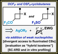 Graphical abstract: Strain-release trifluoromethoxylation and pentafluorosulfanoxylation of [1.1.0]bicyclobutanes: expanded access to fluorinated cyclobutane hybrid bioisosteres