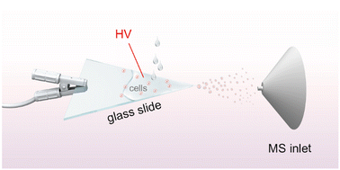 Graphical abstract: Glass electrospray for mass spectrometry in situ detection of living cells