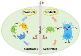 Graphical abstract: Enzymatic electrosynthesis system based on multi-enzyme catalysis or coupled with microbial transformation