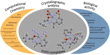 Graphical abstract: Synergy of experimental and computational chemistry: structure and biological activity of Zn(ii) hydrazone complexes