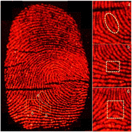 Graphical abstract: Influence of annealing temperature on persistent luminescence in BaAl2O4:Eu2+/Eu3+ nanocrystals and its application for latent fingerprint detection