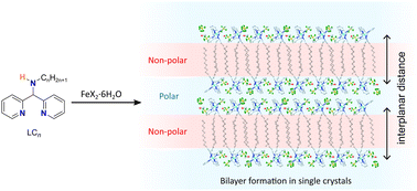 Graphical abstract: Crystalline bilayer formation in homoleptic low-spin Fe(ii) compounds with alkyl chain substituents