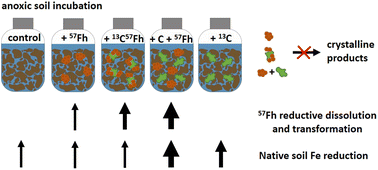 Graphical abstract: Emerging investigator series: coprecipitation with glucuronic acid limits reductive dissolution and transformation of ferrihydrite in an anoxic soil