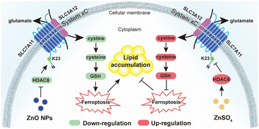 Graphical abstract: Differential effects of two Zn sources (ZnO nanoparticles and ZnSO4) on lipid metabolism via the ferroptosis pathway and SLC7A11K23 acetylation by HDAC8 and HDAC6 in a freshwater teleost