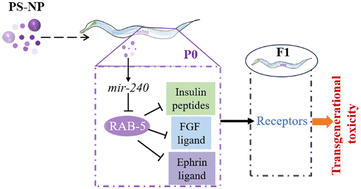 Graphical abstract: Nanoplastic at environmentally relevant concentrations activates a germline mir-240-rab-5 signaling cascade to affect the secreted ligands associated with transgenerational toxicity induction in C. elegans