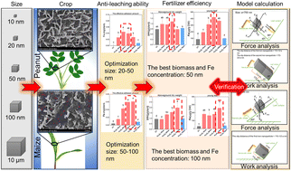Graphical abstract: Optimal size of Fe3O4 nanoparticles for different crops depends on the unique nanoscale microstructure of plant leaves under rainy conditions