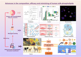 Graphical abstract: Advances in the composition, efficacy, and mimicking of human milk phospholipids