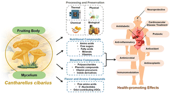 Graphical abstract: Insights into chemical components, health-promoting effects, and processing impact of golden chanterelle mushroom Cantharellus cibarius