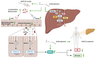 Graphical abstract: Improving insulin resistance by sulforaphane via activating the Bacteroides and Lactobacillus SCFAs–GPR–GLP1 signal axis