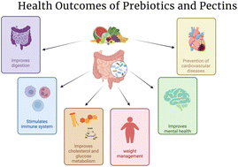 Graphical abstract: Comparative analysis of pectin and prebiotics on human microbiota modulation in early life stages and adults