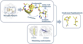 Graphical abstract: Rational design of small-sized peptidomimetic inhibitors disrupting protein–protein interaction
