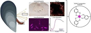 Graphical abstract: Vanadium uptake and storage in the fabrication and function of mussel byssus