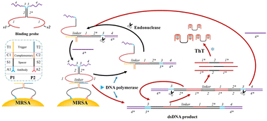 Graphical abstract: Dual proximity ligation mediated chain extension and displacement assisted signal cycles for sensitive and accurate methicillin-resistant Staphylococcus aureus (MRSA) detection