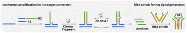 Graphical abstract: An isothermal amplification-bridged ratiometric DNA switch for sensitive detection of viral gene fragments