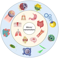 Graphical abstract: Micro/nanomotors for active inflammatory disease therapy