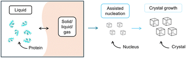 Graphical abstract: Mastering interfaces: advances and challenges in controlling protein nucleation